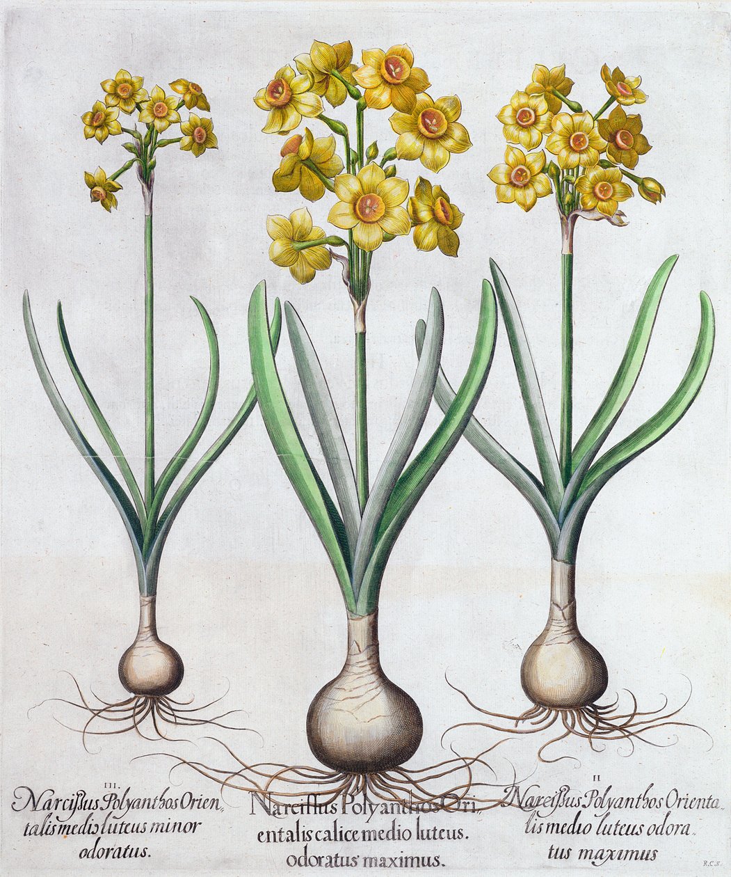 Narcissus, 1613 af Unbekannt