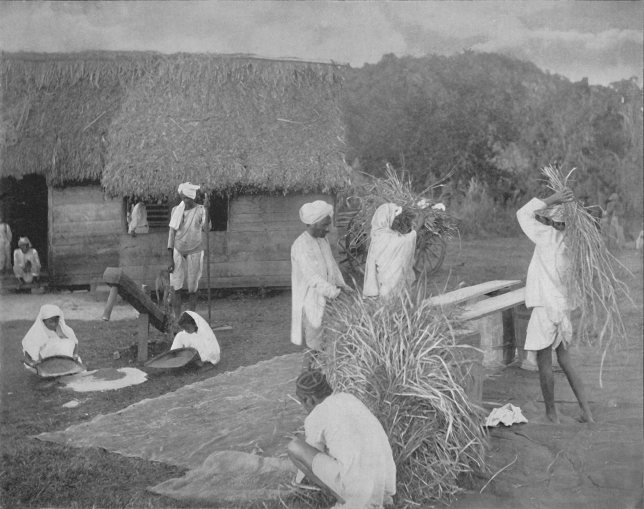 Indfødte arbejdere tilbereder ris i Jamaica, c1890 af Unbekannt