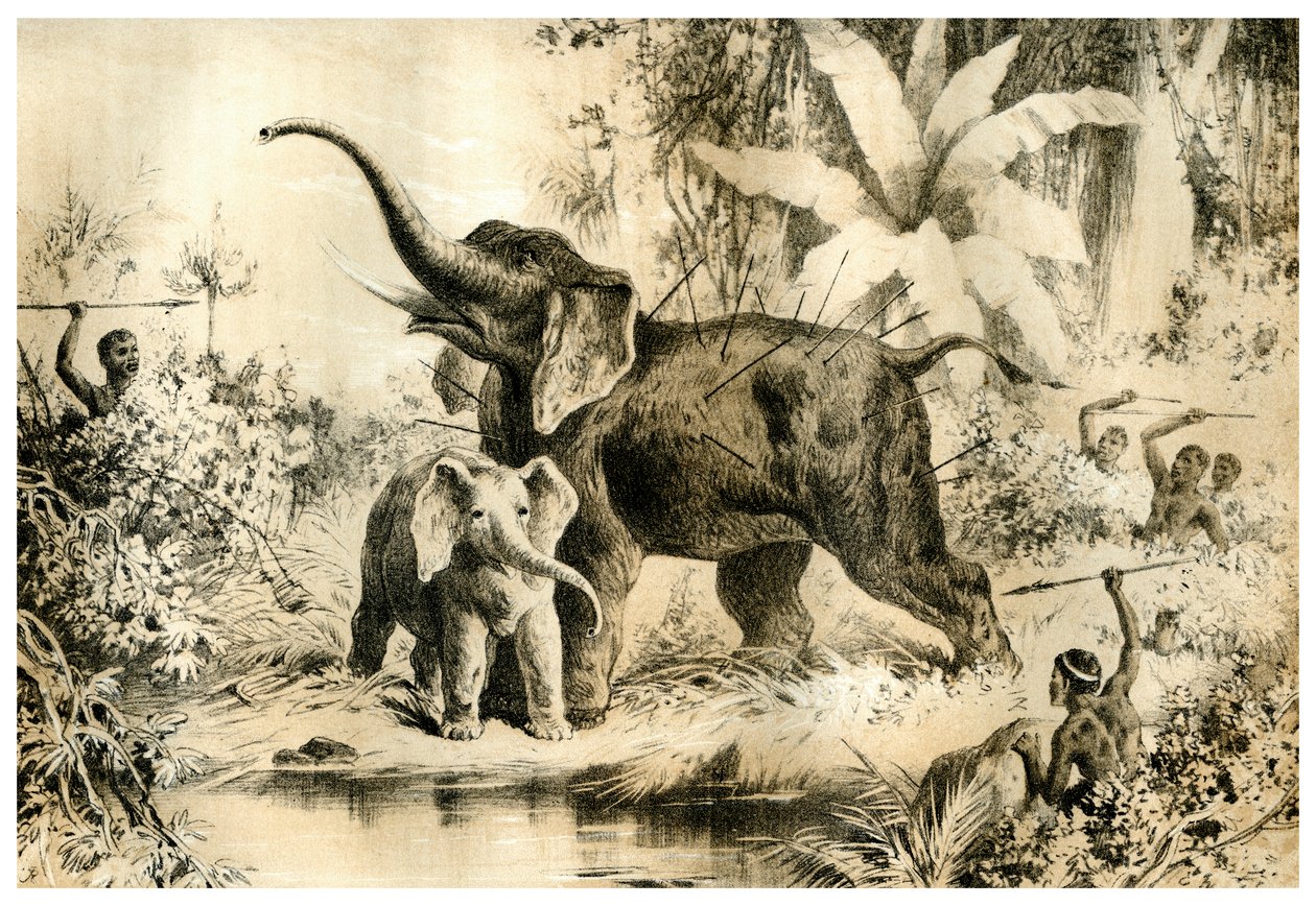 Indfødte, der spyr en elefant, 1883 af Unbekannt