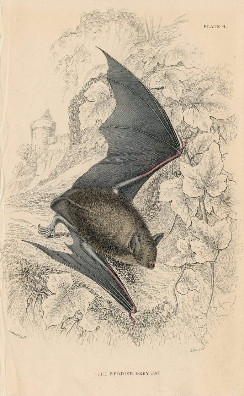 Natterers bat Myotis nattereri, 1828 af Unbekannt