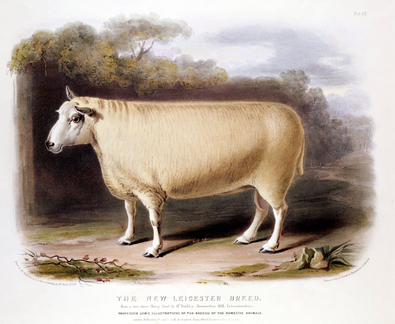 Ny Leicester Dishley ram, 1842 af Unbekannt
