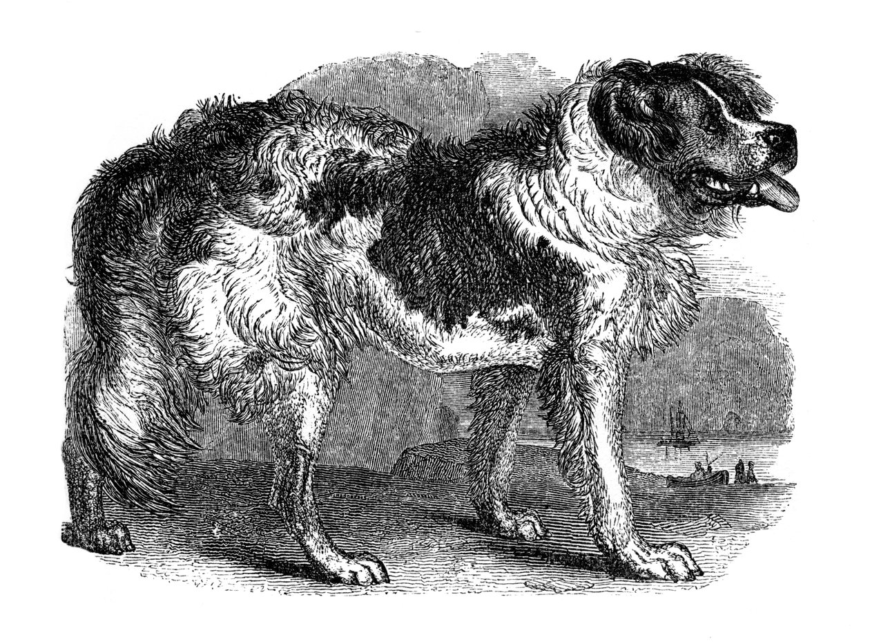 Newfoundlandshund, 1848 af Unbekannt