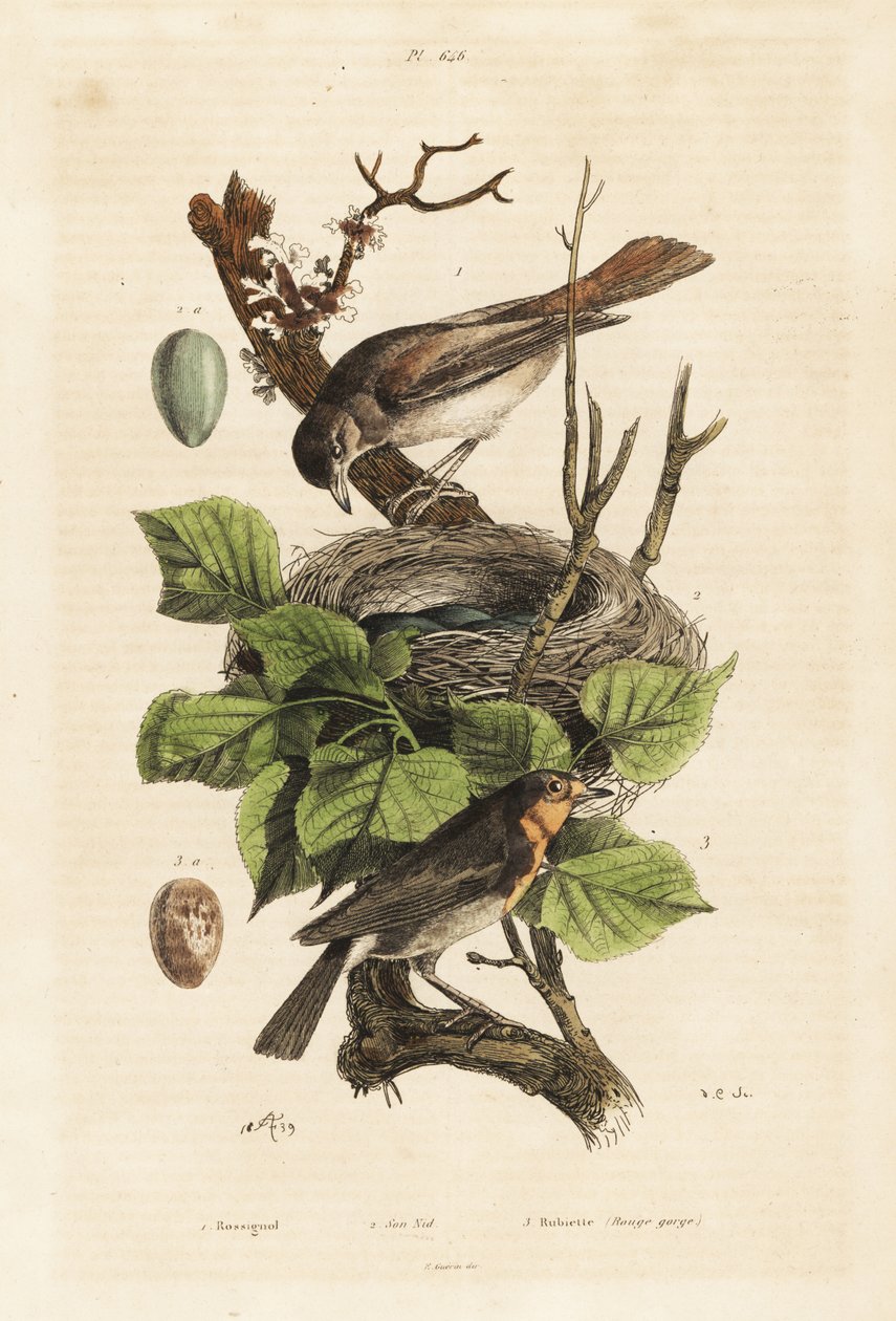 Nattergal, rede og æg, Luscinia megarhynchos og robin, æg, Erithacus rubecula af Unbekannt