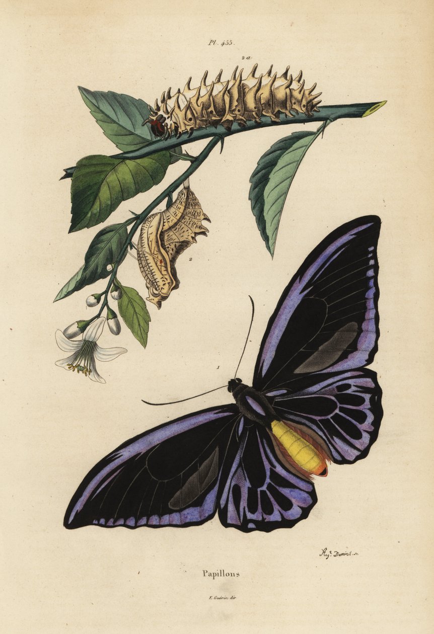 Den nordlige fuglevinge, Ornithoptera Priamus Urvillianus 1, og krysaliden og larven af ​​den almindelige fuglevinge, Troides Helena af Unbekannt
