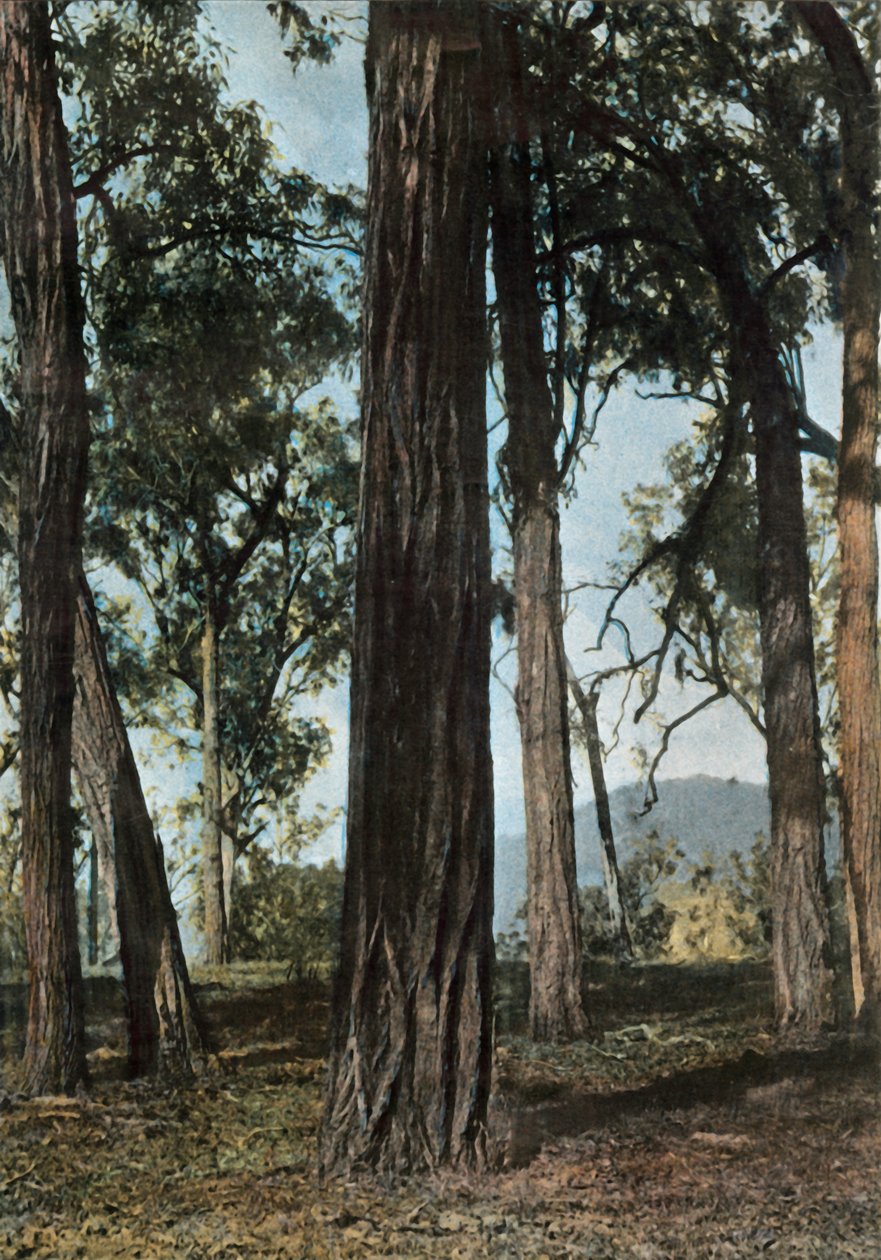 Ny Guinea. Le Bois De Fer, Papua Ny Guinea - Ironwood Trees, 1900. af Unbekannt