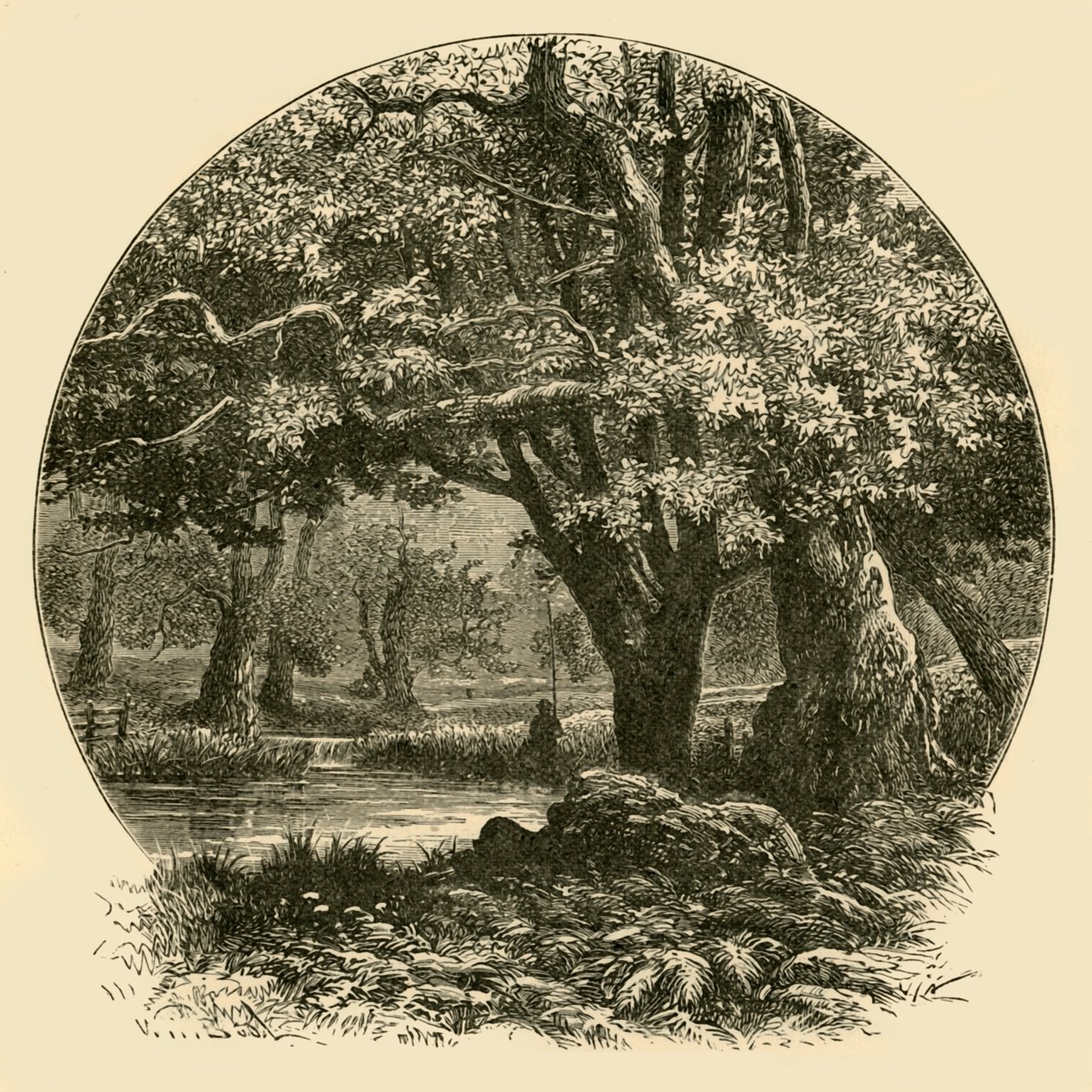 Oaks ved Bradgate, 1898. af Unbekannt