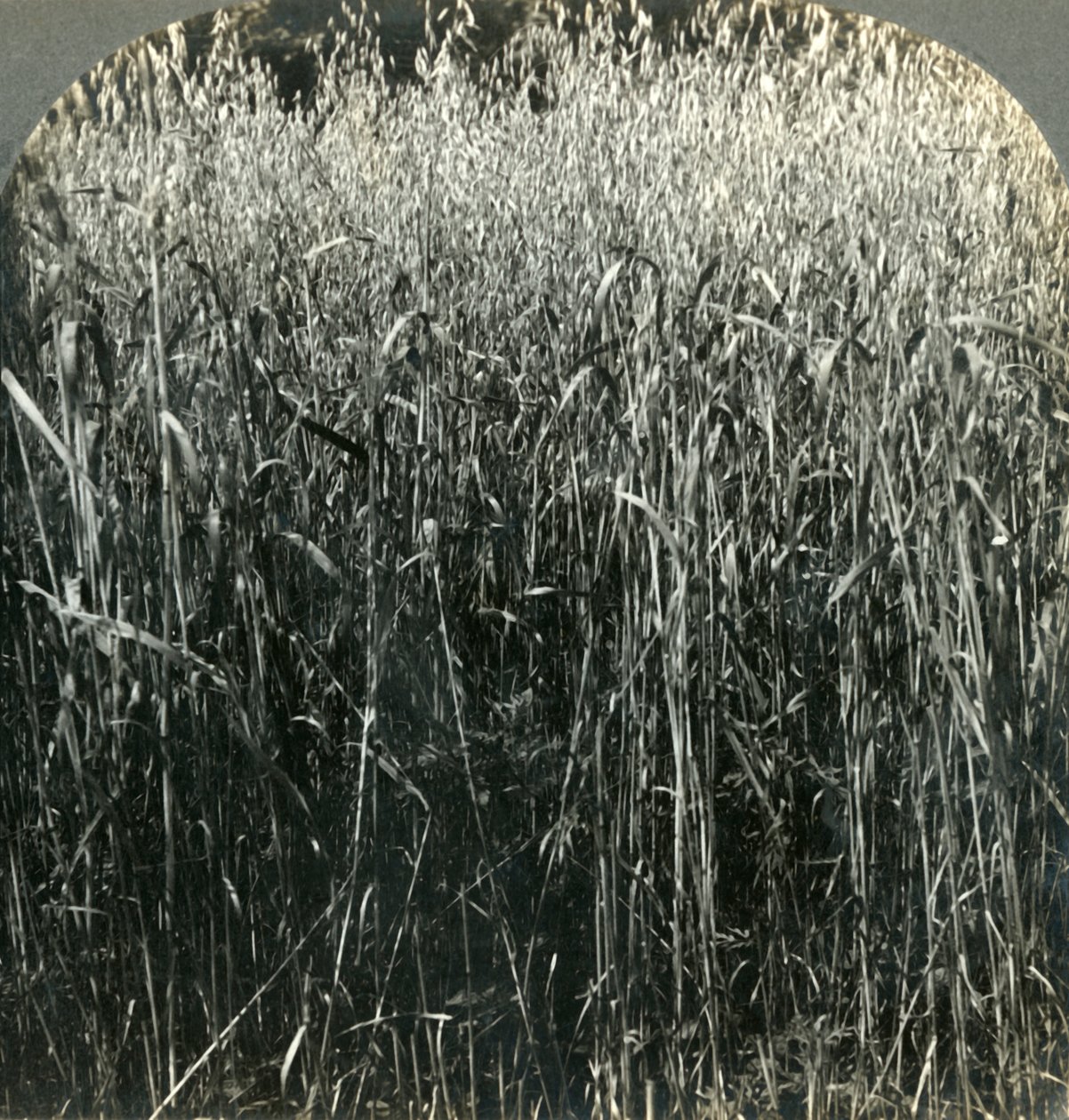 Oats Growing, Pennsylvania, U.S.A., 1903. af Unbekannt
