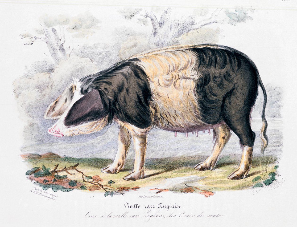 Gammel engelsk svinerace, 1842 af Unbekannt