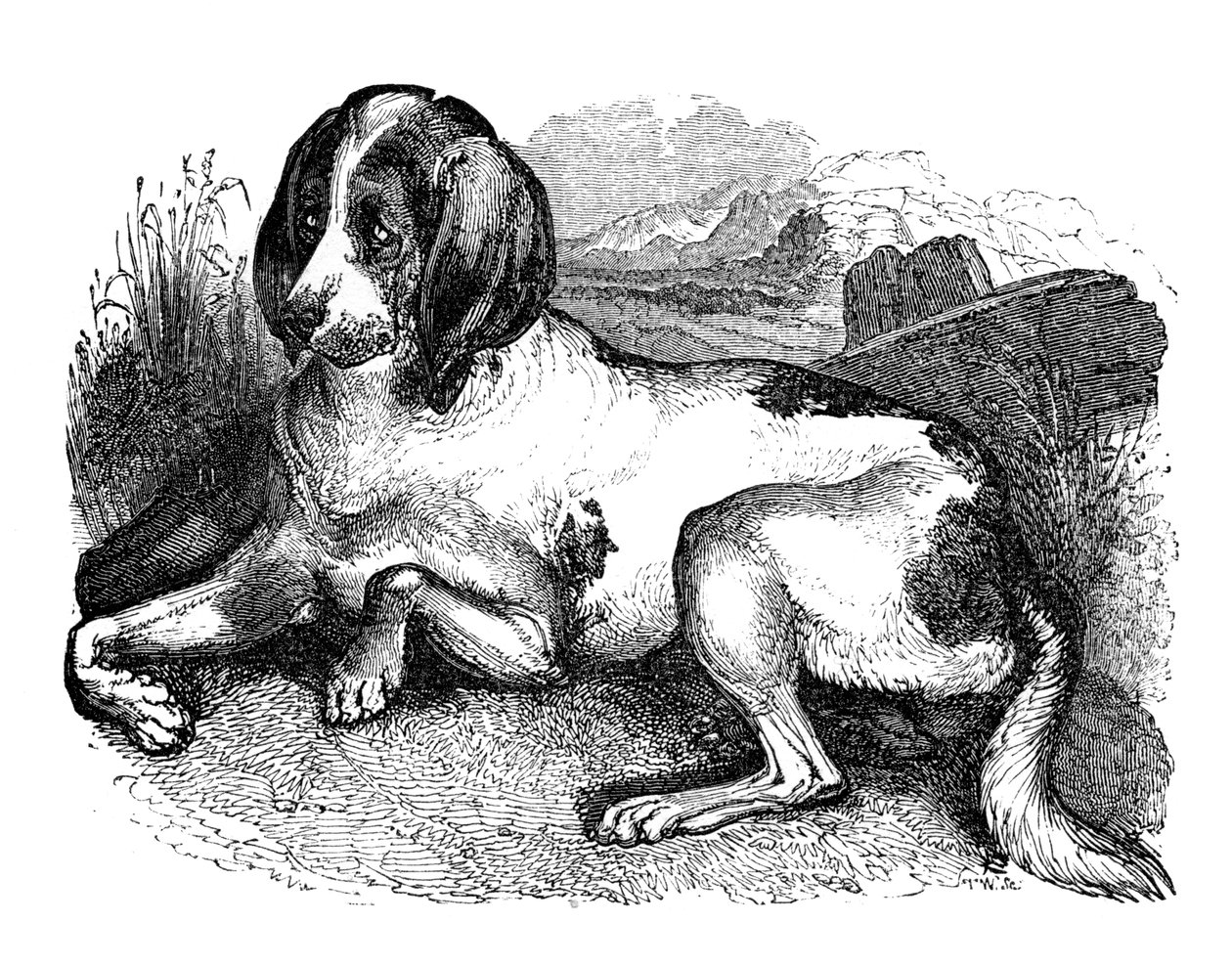 Gammel engelsk hund, 1848 af Unbekannt