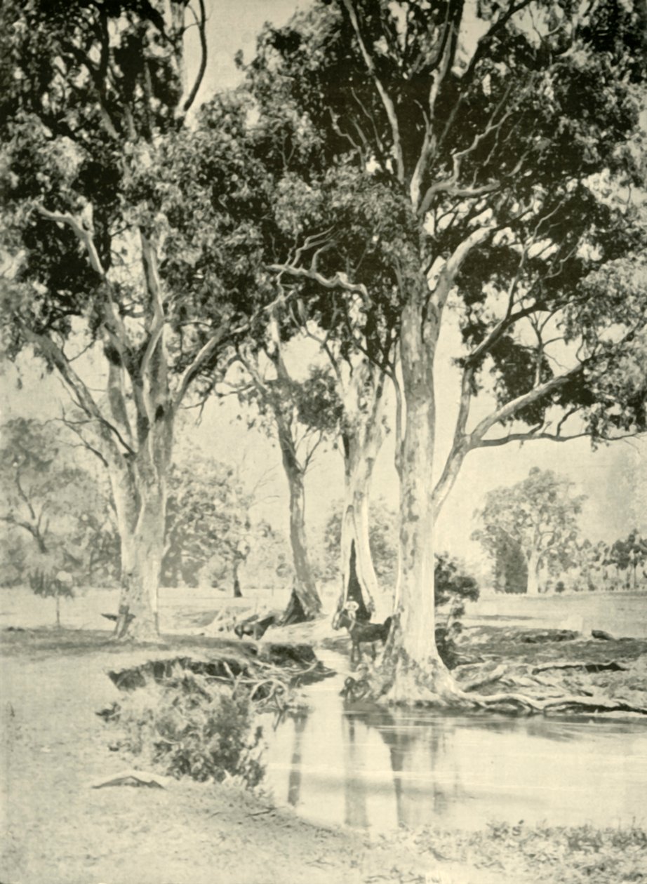 Old Gums, Mt. Crawford, South Australia, 1901. af Unbekannt