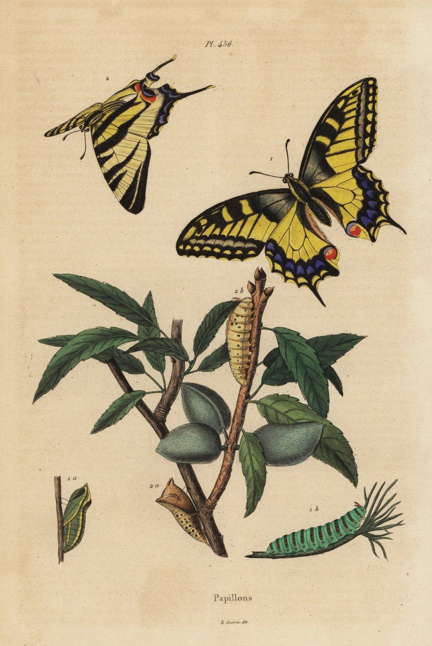 Old World svalehale, Papilio machaon 1, og sjælden svalehale, Iphiclides podalirius 2, larve og puppe af Unbekannt