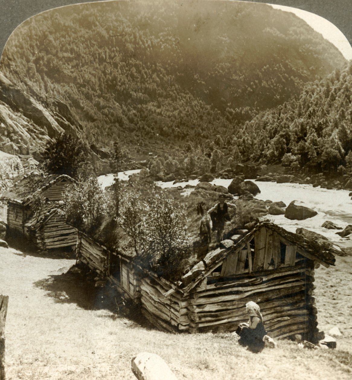 Gamle bjælkehuse i Bratslandsdal, med træer, der vokser på græstæppede tage, Norge, c1905. af Unbekannt