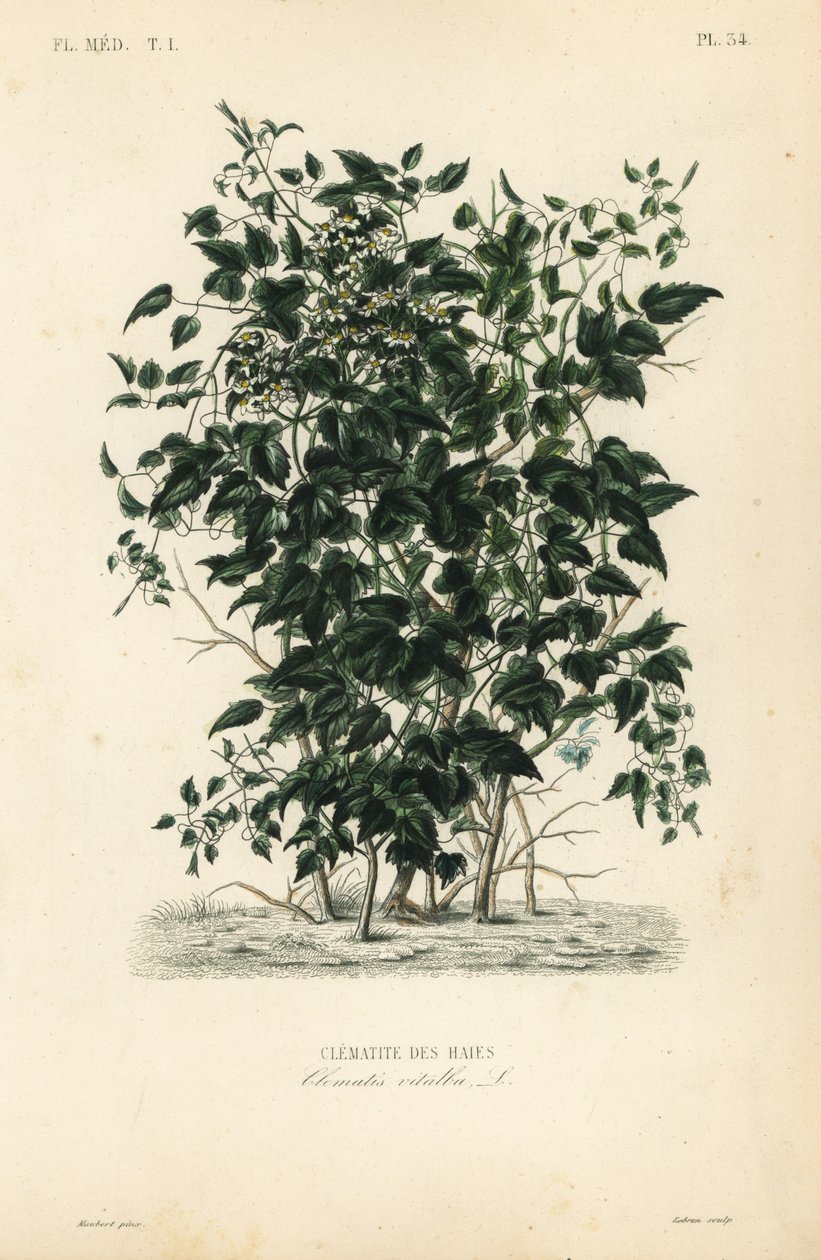 Gammel mands skæg og rejsendes glæde, Clematis vitalba, Clematis des haies af Unbekannt