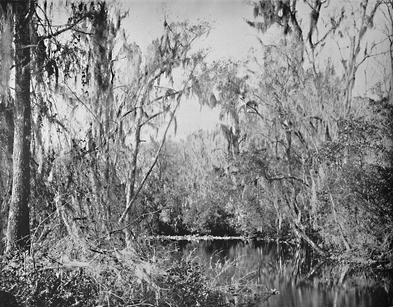 På Governors Creek, Ocklawaha River, Florida, c1897. af Unbekannt