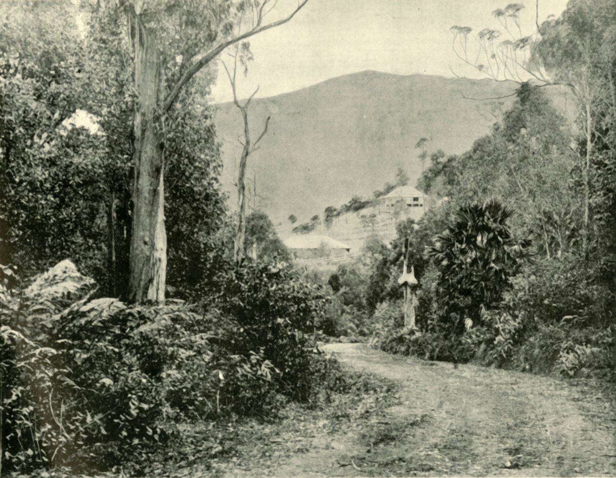 På Illawarra Road, N.S.W., 1901. af Unbekannt