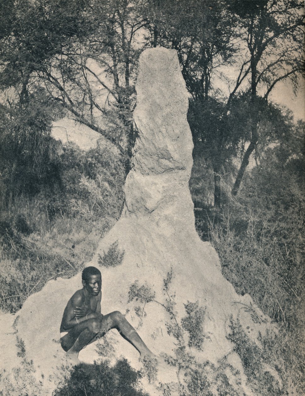En af de gigantiske myredynger, der er ejendommelig for nogle distrikter i Sydafrika, ca. 1900. af Unbekannt