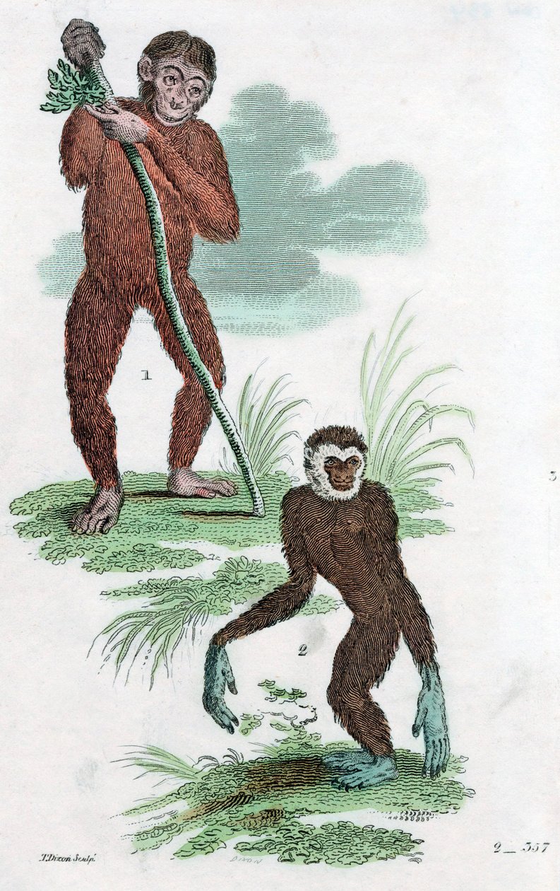 Debitorer og Gibbon, 1822 af Unbekannt