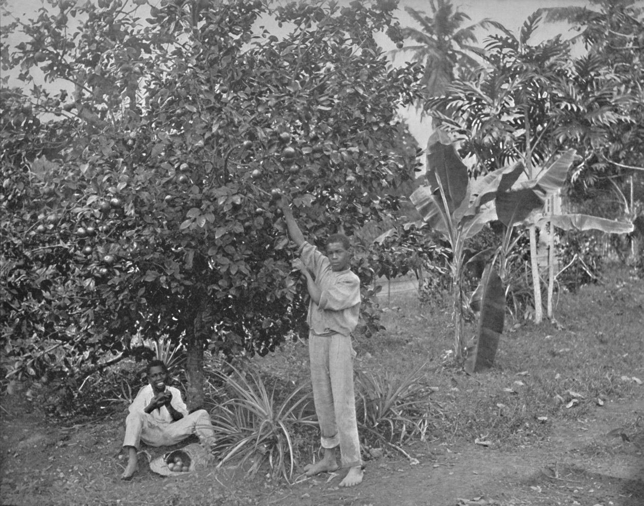Appelsinplukning i Jamaica, 1800-tallet af Unbekannt
