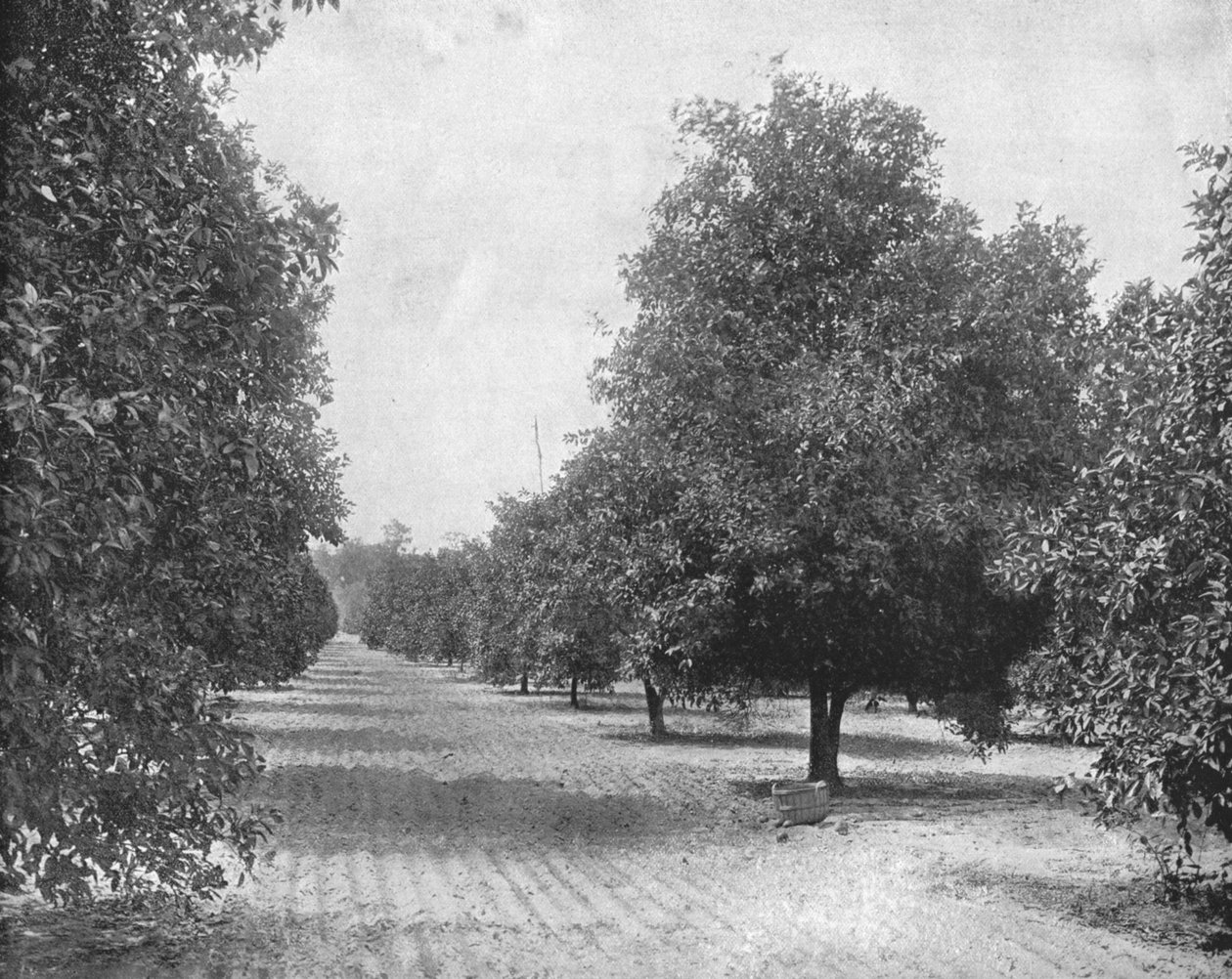 Orange Grove, Sevilla, Florida, USA, c1900. af Unbekannt
