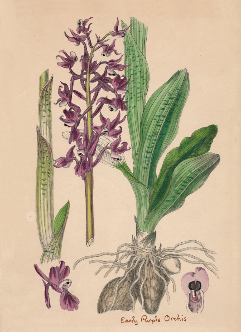 Orchis mascula. Tidlig lilla orchis, 1800-tallet af Unbekannt