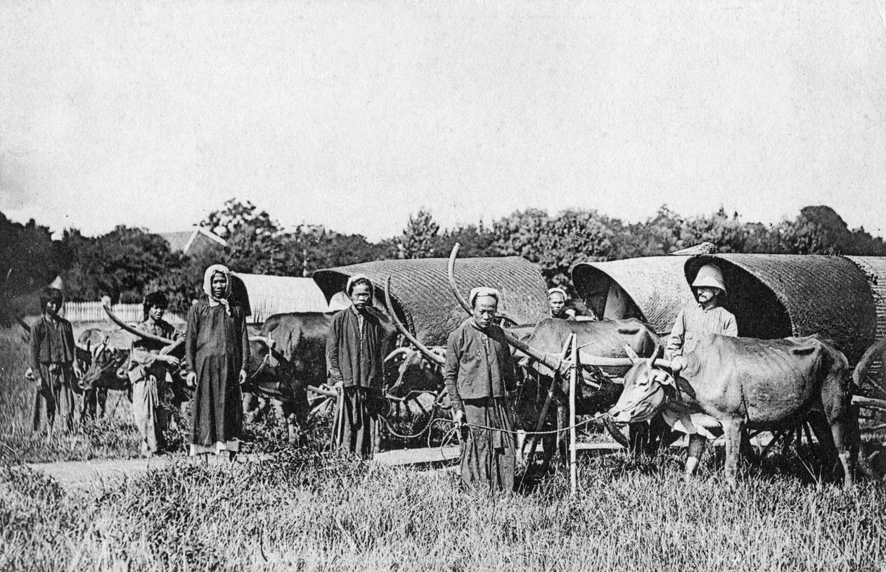 Oksevogne, Cochin Kina, Vietnam, 20. århundrede af Unbekannt