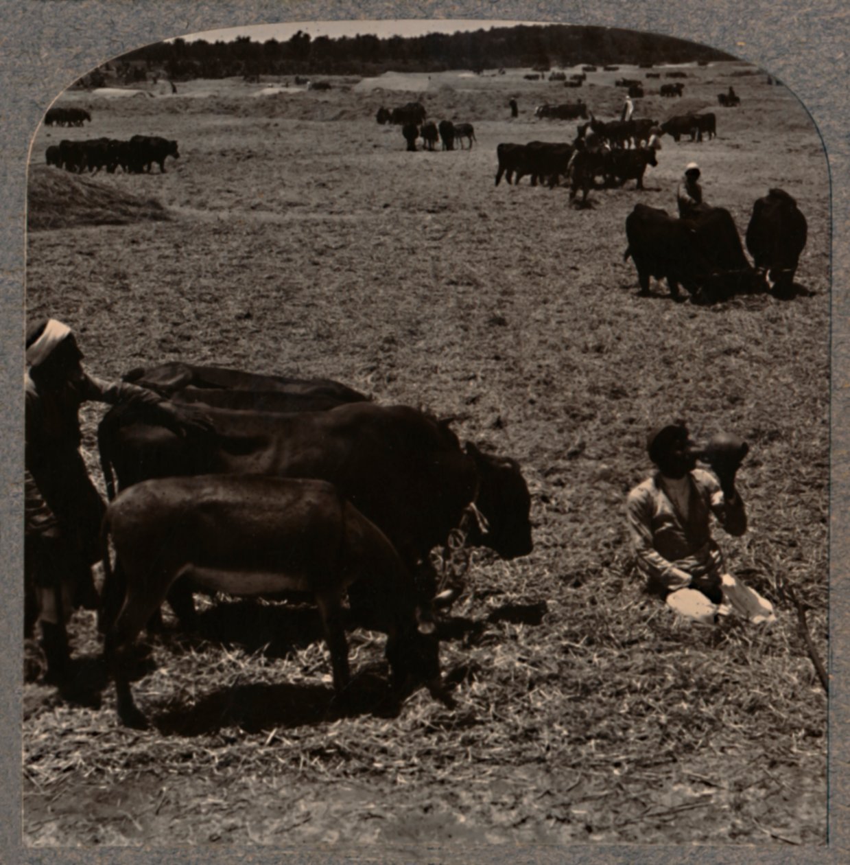 Okser træder majs, c1900 af Unbekannt