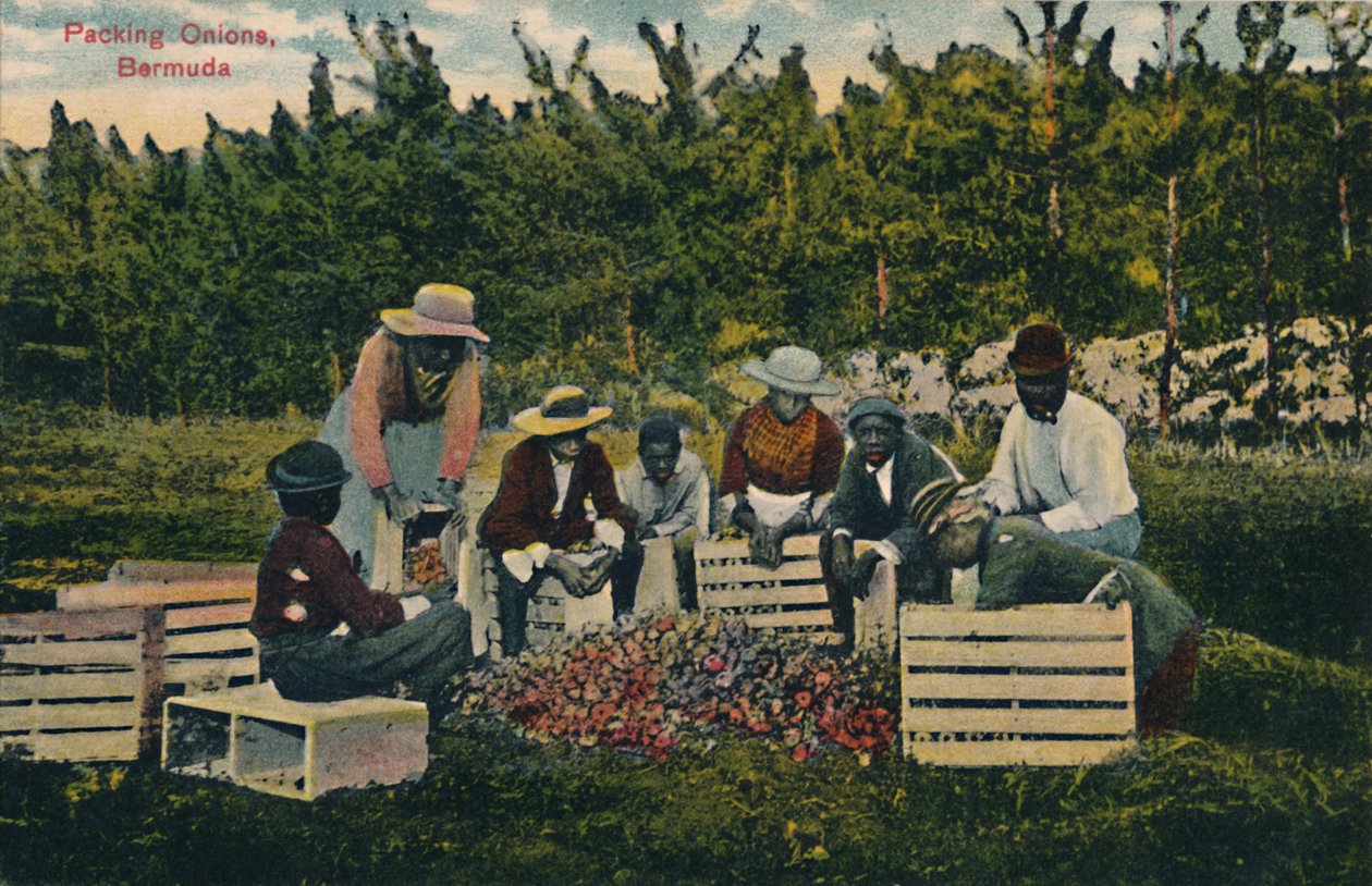 Packing Onions, Bermuda, begyndelsen af det 20. århundrede. af Unbekannt