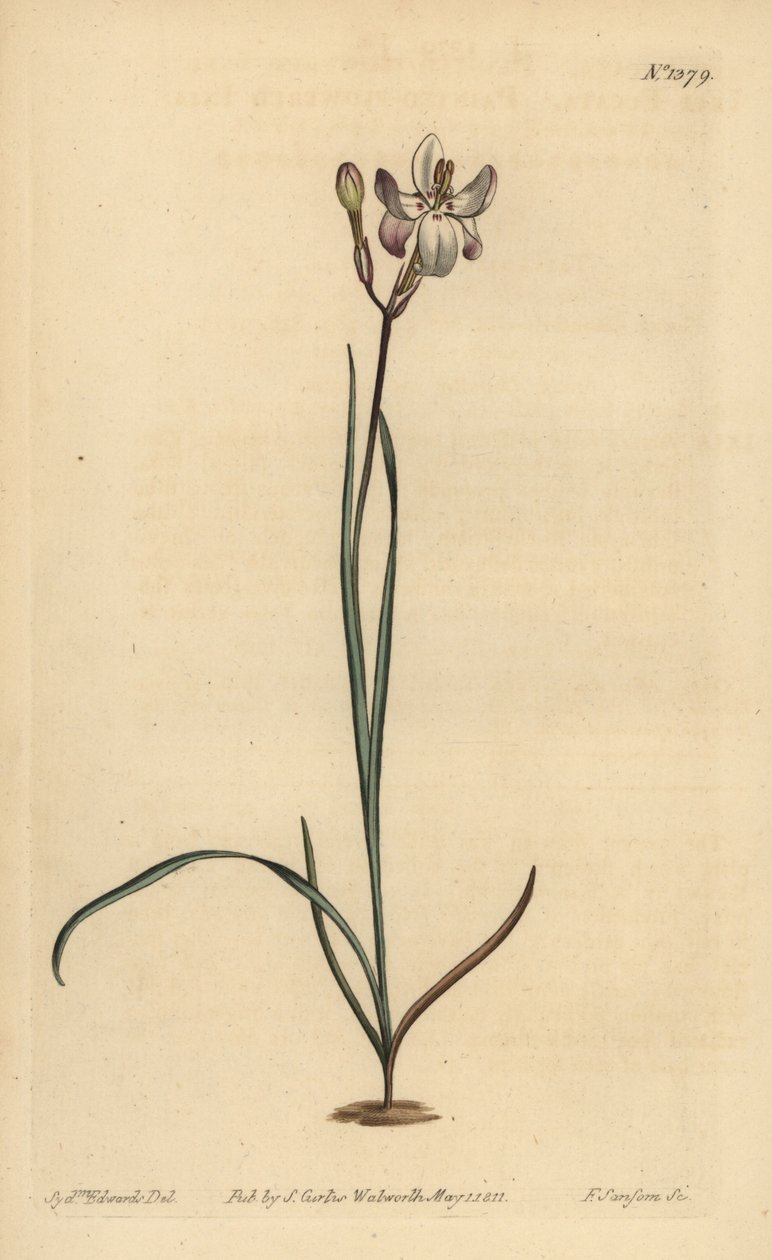 Malet blomstret ixia, Ixia fucata af Unbekannt