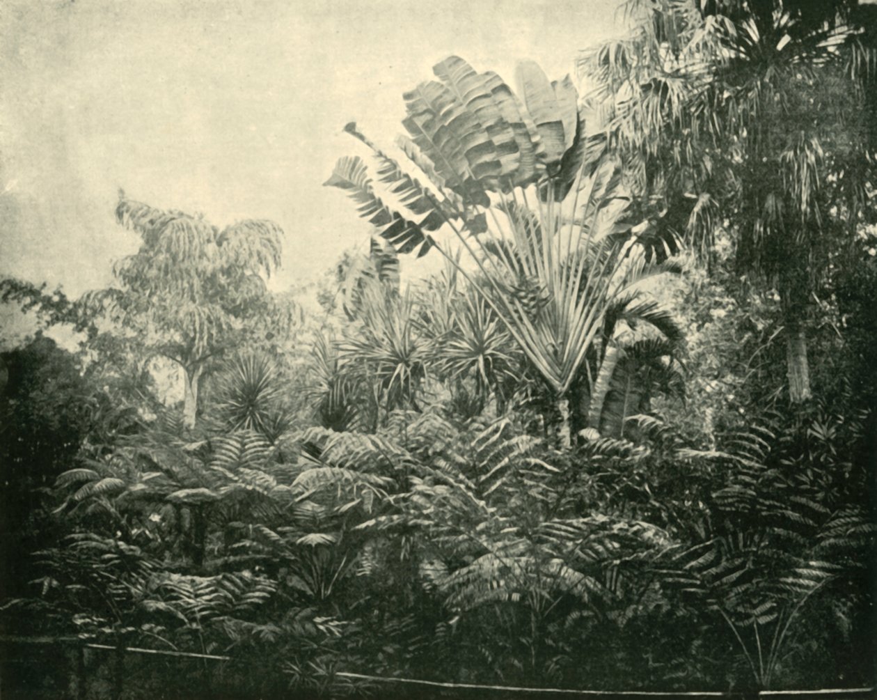 Palm and Fern Island, Botanic Gardens, Brisbane, 1901. af Unbekannt