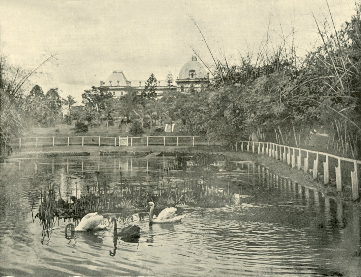 Papyrus Pond, Brisbane Botanical Gardens, 1901. af Unbekannt