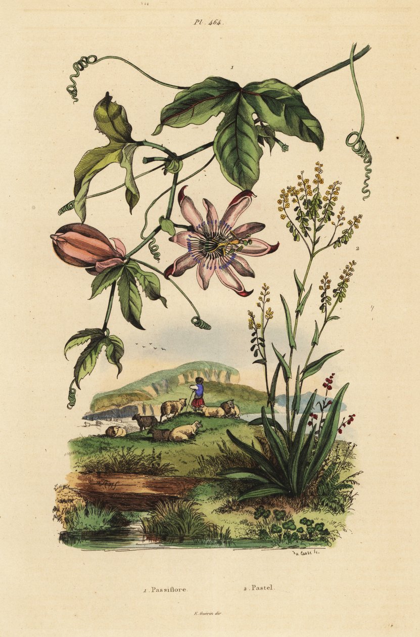 Passionsblomst, Passiflora uraniae 1 og farvestof, Isatis tinctoria 2 af Unbekannt