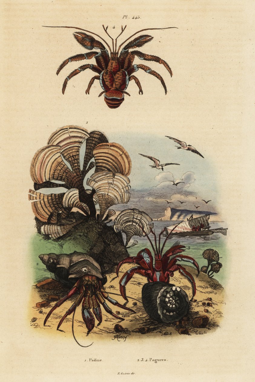 Påfuglehalealger, Padina pavonica 1, almindelig eremitkrebs, Pagurus bernhardus 2, blåøjet eremitkrebs, Paragiopagurus diogenes 3 og Pagurus alatus 4 af Unbekannt
