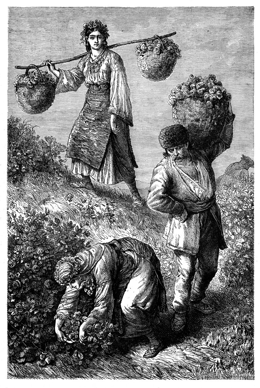 Bønder samler roser i Roumelia, c1890 af Unbekannt