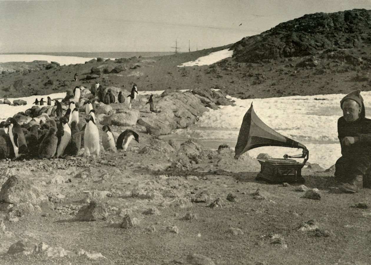 Pingviner lytter til grammofonen i løbet af sommeren 1908, 1909 af Unbekannt