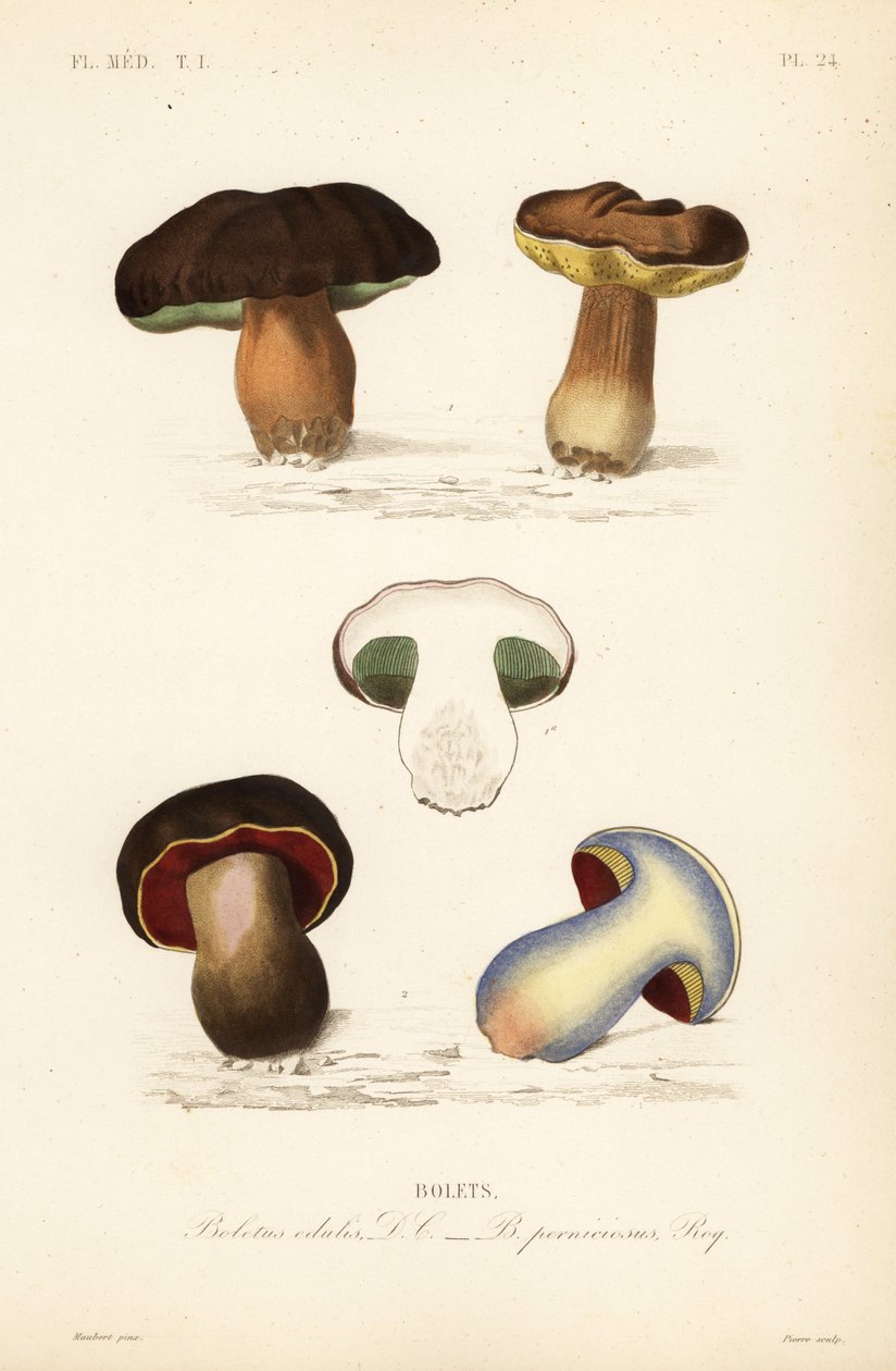 Penny bun eller porcini-svamp, Boletus edulis, og den uhyggelige bolete, Suillellus luridus, Boletus perniciosus af Unbekannt