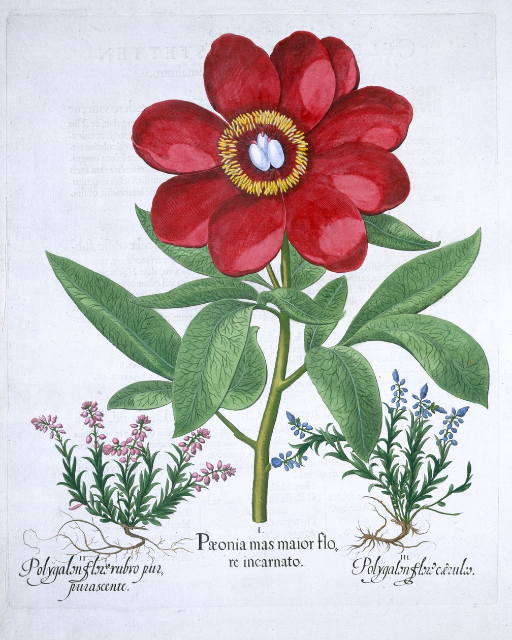 Pæon og to polygaloner, 1613 af Unbekannt