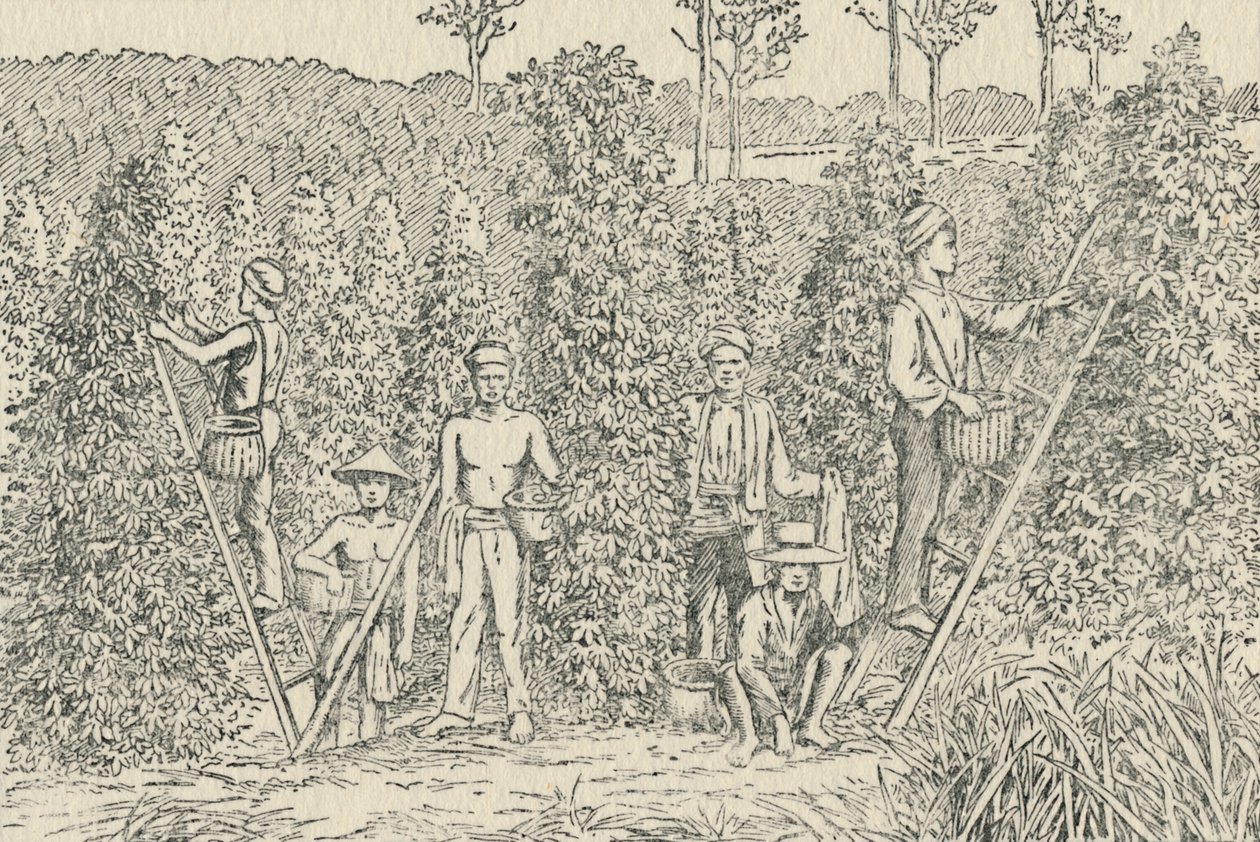 Peberplantage, 1924 af Unbekannt