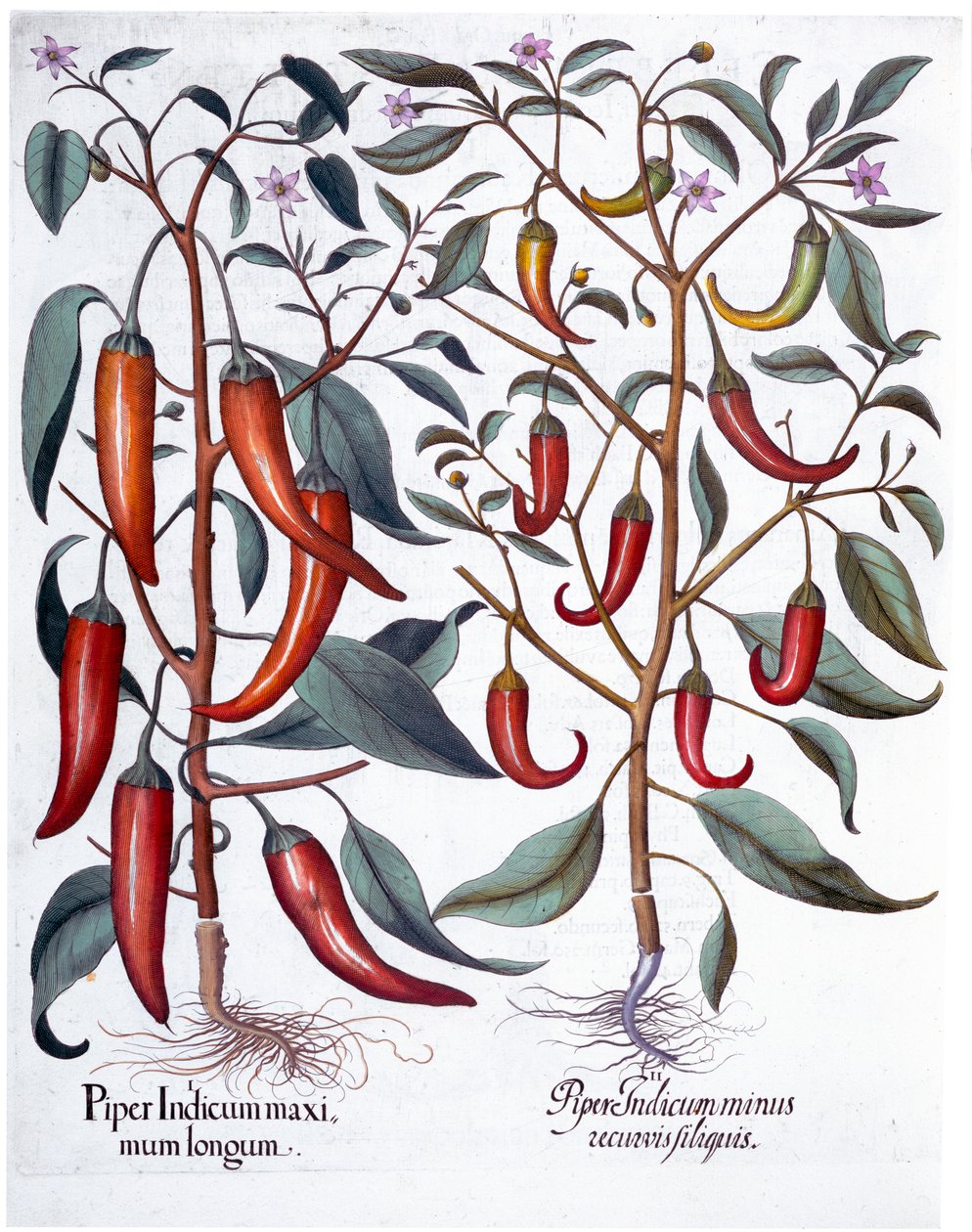 Peberfrugter, 1613 af Unbekannt