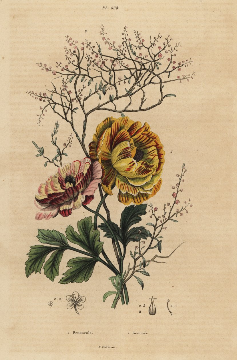 Persisk ranunkel, Ranunculus asiaticus 1 og kinesisk indigo, Persicaria tinctoria 2. Renoncule, Renouee af Unbekannt