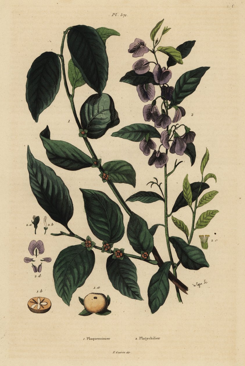 Persimmon, Dospyros khaki 1 og træhovea eller karryblå busk, Hovea elliptica Platychilum celsianum 2. Plaqueminier, Platychilier af Unbekannt
