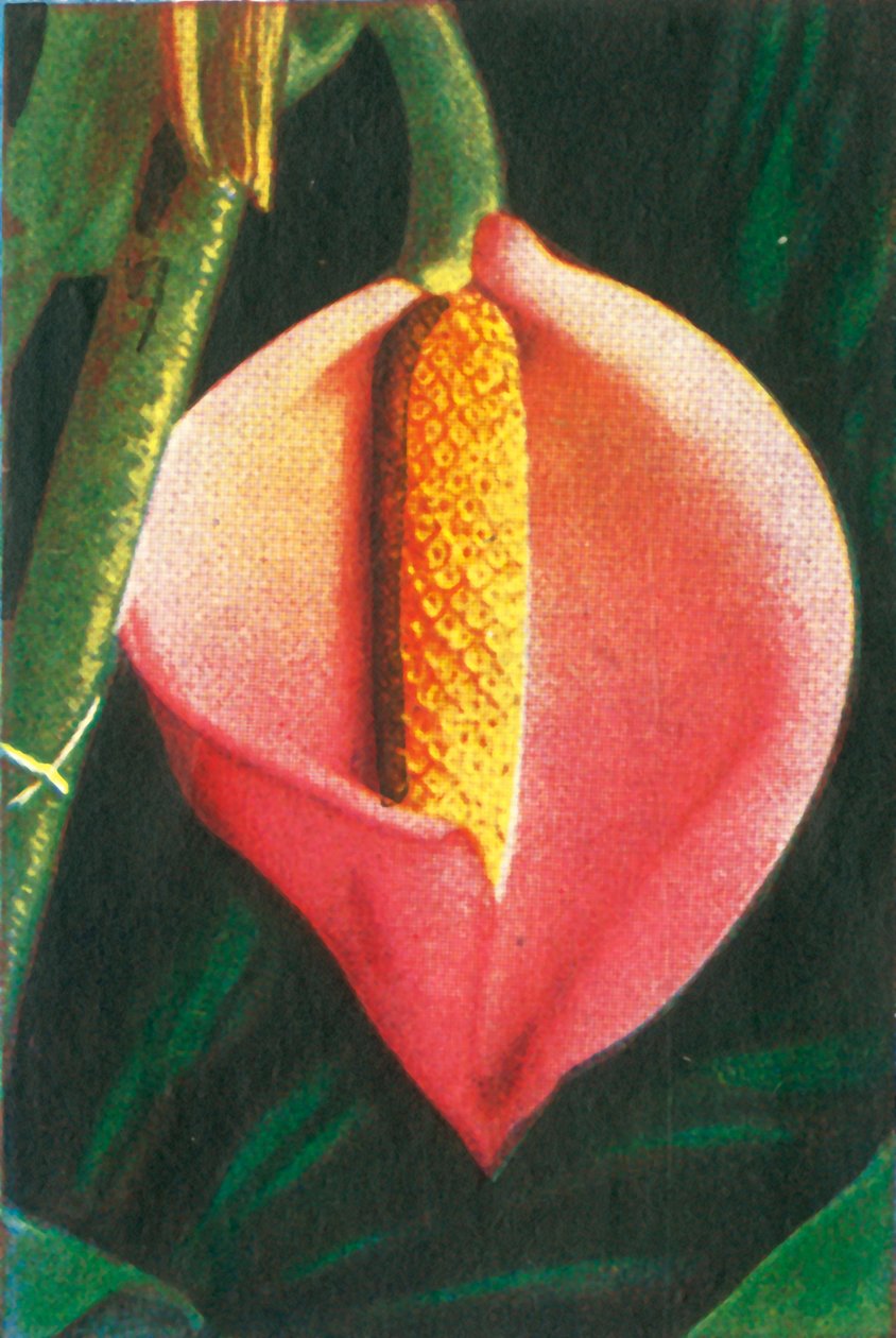 Philodendron, c1928. af Unbekannt
