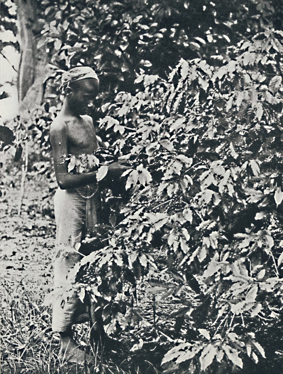 Plukker kaffe, 1916 af Unbekannt