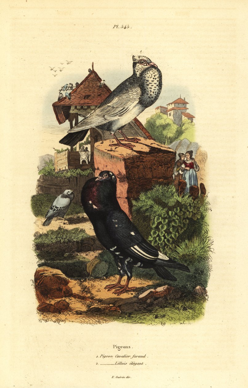 Due Columba livia racer: due cavalier faraud, due lillois elegant af Unbekannt