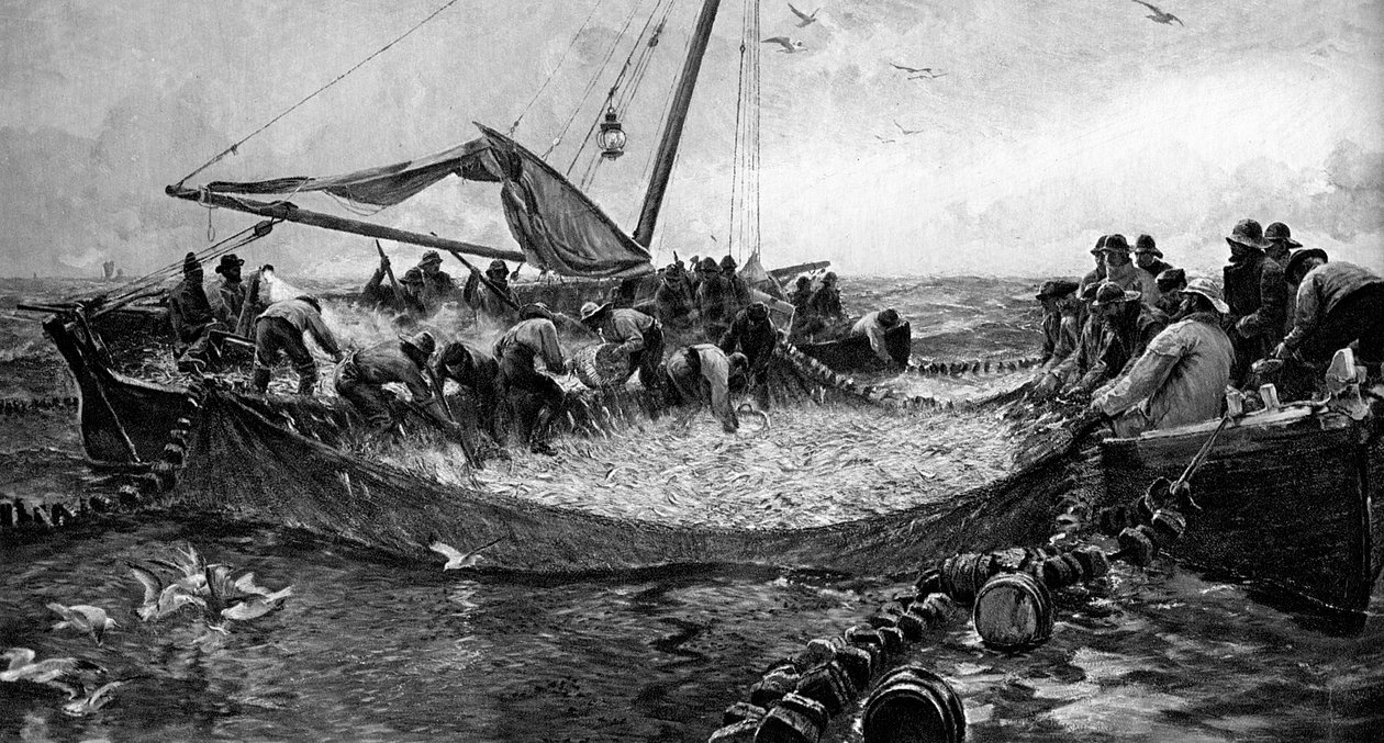 Pilchards, 1900 af Unbekannt