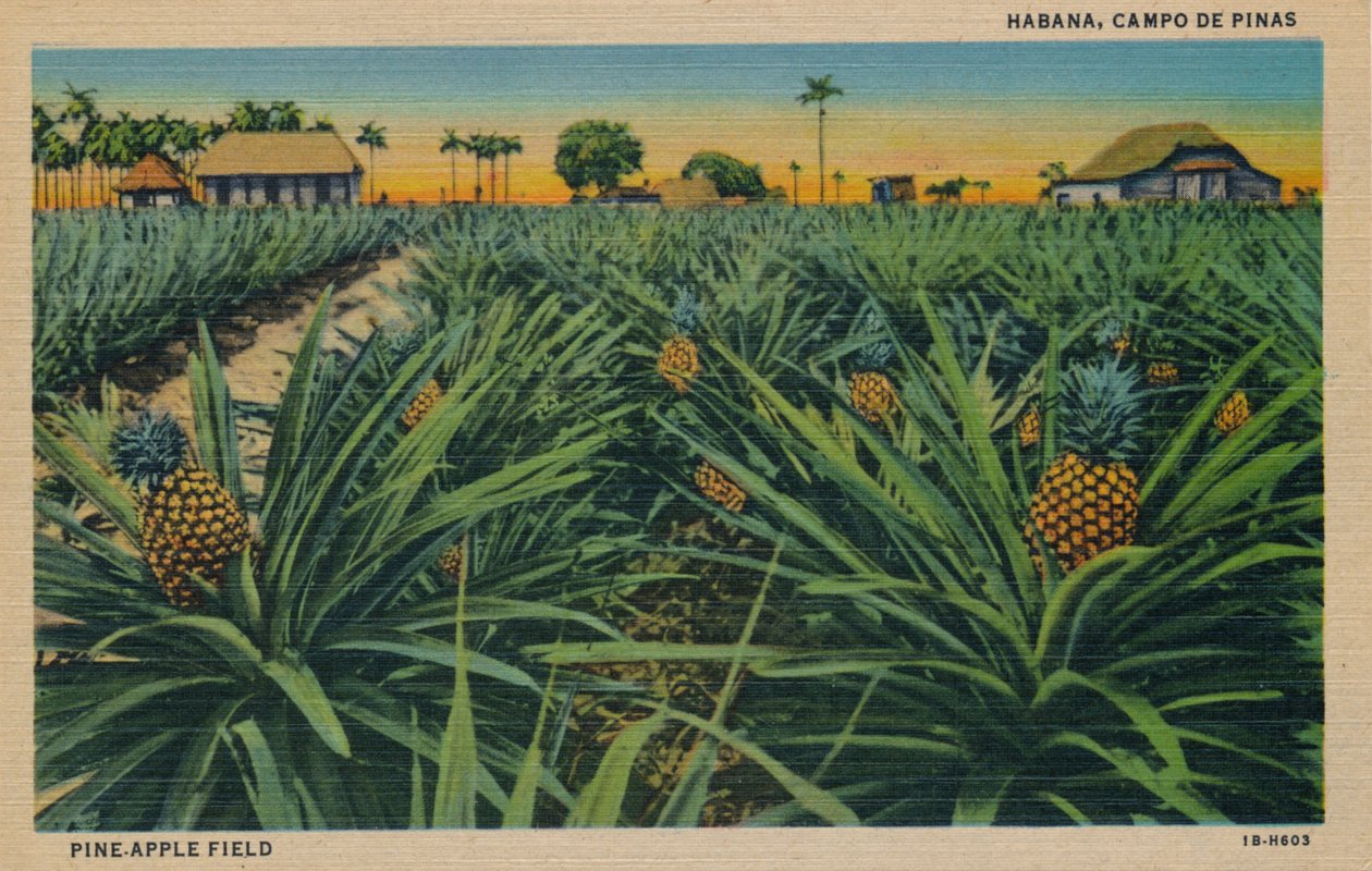 Pine-Apple Field - Havana, Campo De Pinas, c1910 af Unbekannt