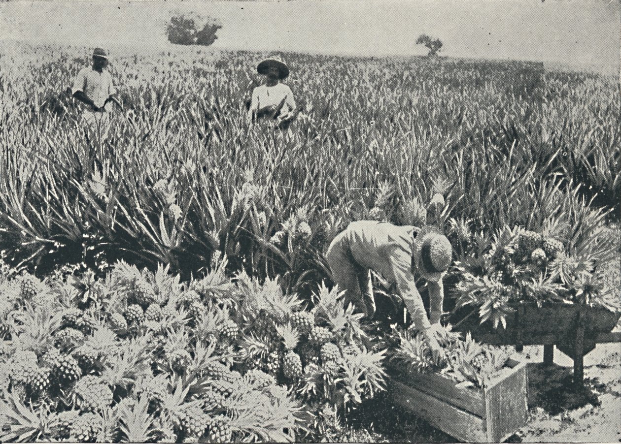 Pine-æbleplantage, 1916 af Unbekannt