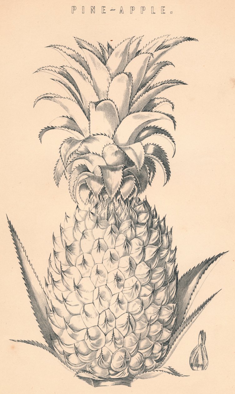 Pine-æble, c1800-tallet. af Unbekannt