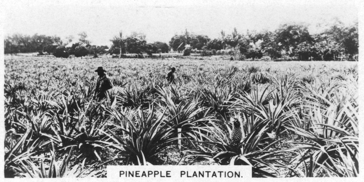 Ananas plantage, Australien, 1928 af Unbekannt