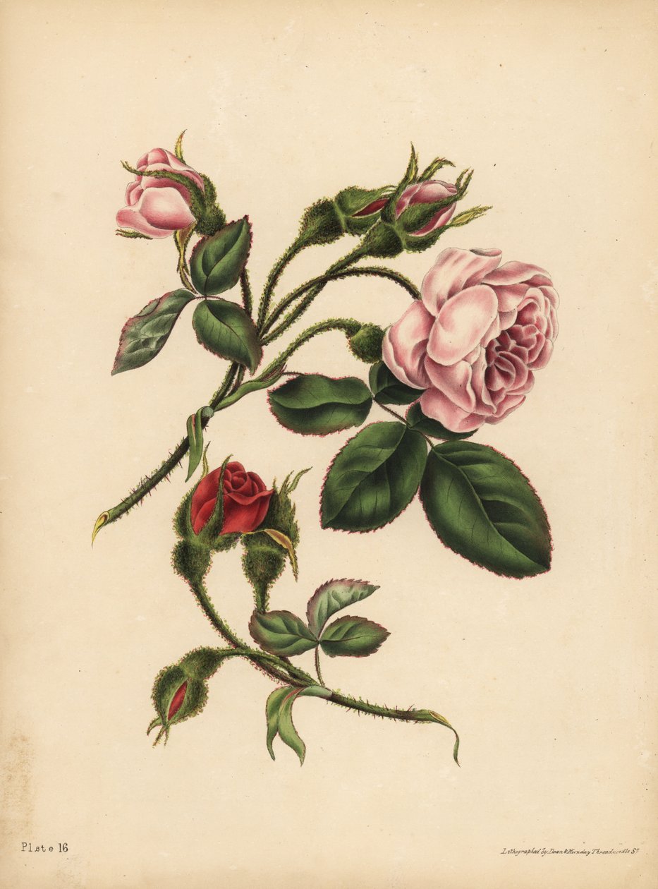 Pink og skarlagen Moss Rose-Buds, Skønhed, kærlighed og poesi af Unbekannt