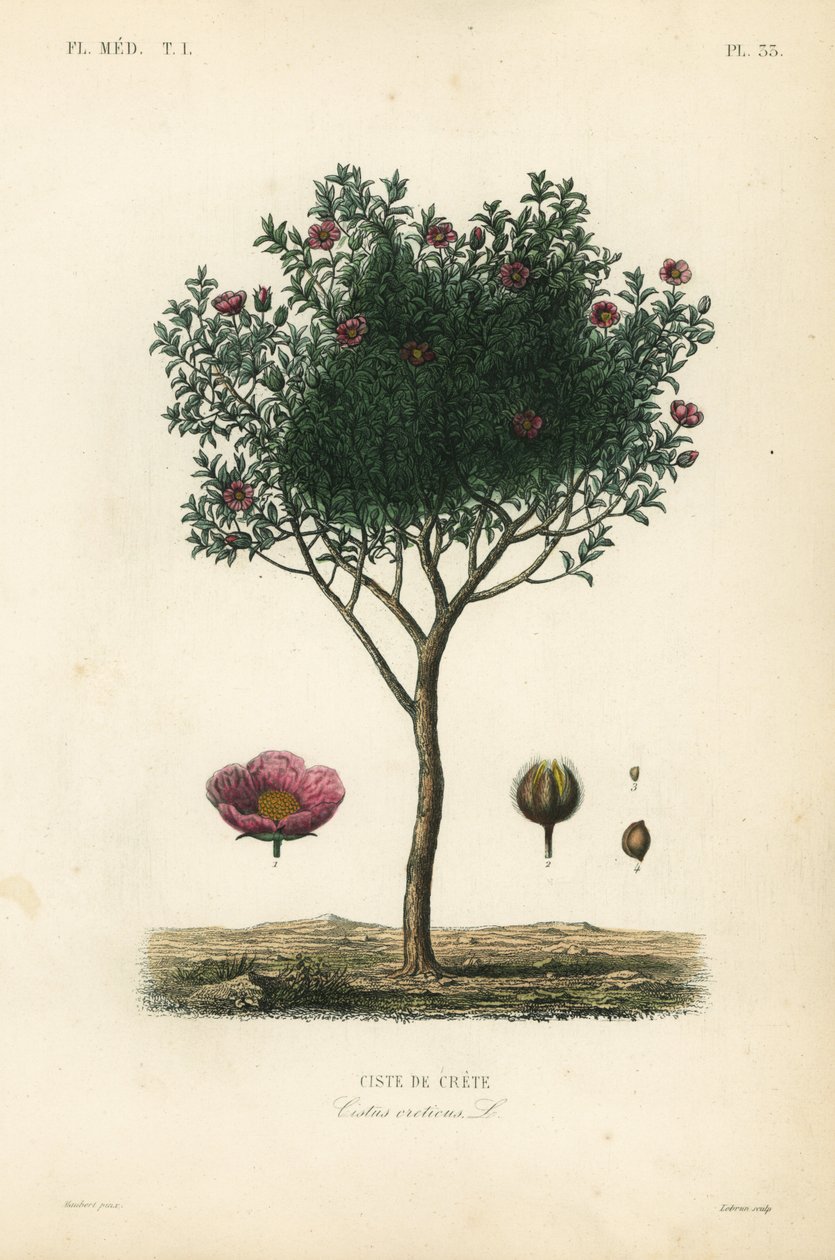 Pink klipperose eller grå klipperose, Cistus creticus, Ciste de Crete af Unbekannt
